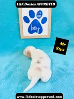 Mr Styx 785-821-1920 LH, a male Miniature Dachshund for sale in Arapahoe, CO – 4 of 10
