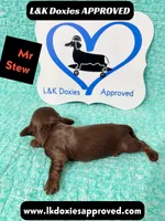 Mr Stew 785-821-1920, a male Miniature Dachshund for sale in Arapahoe, CO – 7 of 10
