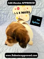 Mr Sphynx 795-821-1920 LH, a male Miniature Dachshund for sale in Arapahoe, CO – 7 of 10