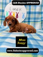 Miss Torry, a female Miniature Dachshund for sale in Arapahoe, CO – 5 of 10