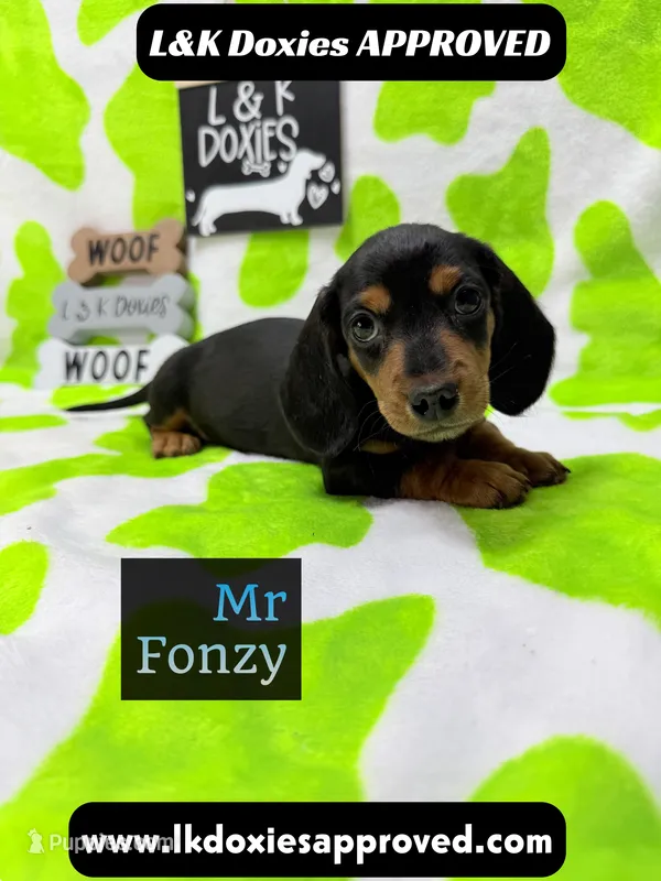 Mr Fonzy 785-821-1920 – Miniature Dachshund puppy for sale in Arapahoe, CO