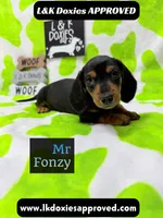 Mr Fonzy 785-821-1920, a male Miniature Dachshund for sale in Arapahoe, CO – 1 of 10