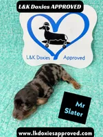 Mr Slater 785-821-1920, a male Miniature Dachshund for sale in Arapahoe, CO – 2 of 10