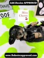 Miss Cherry 🍒LH 785-821-1920, a female Miniature Dachshund for sale in Arapahoe, CO – 8 of 10