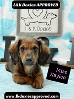 Miss Kayleo, a female Miniature Dachshund for sale in Arapahoe, CO – 9 of 10