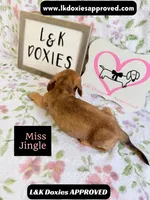 Miss Jiggle SH , a female Miniature Dachshund for sale in Arapahoe, CO – 3 of 10