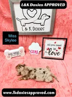 Miss Skylee Dapple LH , a female Miniature Dachshund for sale in Arapahoe, CO – 5 of 10