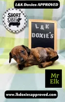 Mr Elk, a male Miniature Dachshund for sale in Arapahoe, CO – 4 of 10