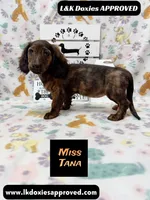 Miss Tana, a female Miniature Dachshund for sale in Arapahoe, CO – 5 of 10