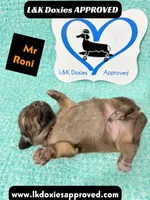 Mr Roni 785-821-1920, a female Miniature Dachshund for sale in Arapahoe, CO – 4 of 9