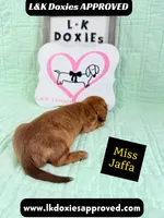 Miss Jaffa 785-821-1920 SH, a female Miniature Dachshund for sale in Arapahoe, CO – 9 of 10
