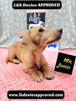 Mr Jinko SH , a male Miniature Dachshund for sale in Arapahoe, CO – 6 of 10