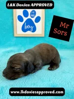 Mr Sors 785-821–1920 LH , a male Miniature Dachshund for sale in Arapahoe, CO – 4 of 10