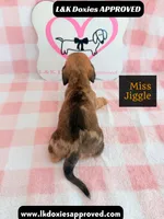 Miss Jiggle, a female Miniature Dachshund for sale in Arapahoe, CO – 3 of 9