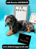 Mr Sheldon 785-821-1920, a male Miniature Dachshund for sale in Arapahoe, CO – 6 of 10