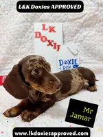 Mr Jamar 💙, a male Miniature Dachshund for sale in Arapahoe, CO – 2 of 8