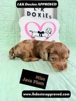 Miss Java Plum 785-821-1920, a female Miniature Dachshund for sale in Arapahoe, CO – 6 of 10