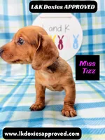Miss Tizz, a female Miniature Dachshund for sale in Arapahoe, CO – 6 of 10