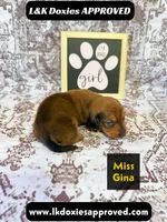 Miss Gina SH NO Dapple genes, a female Miniature Dachshund for sale in Arapahoe, CO – 7 of 10