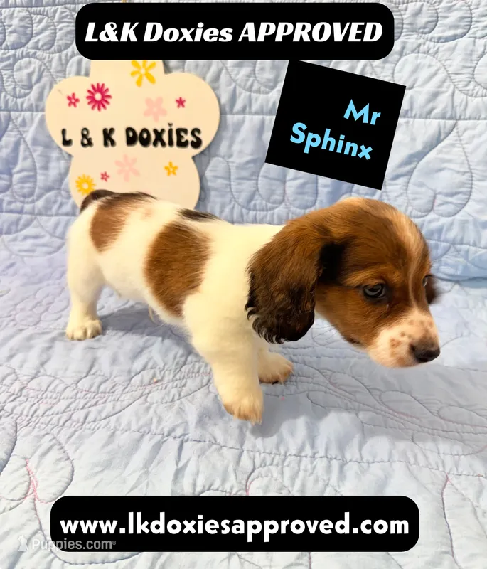 Mr Sphynx 795-821-1920 LH – Miniature Dachshund puppy for sale in Arapahoe, CO