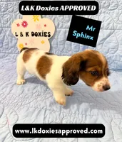 Mr Sphynx 795-821-1920 LH, a male Miniature Dachshund for sale in Arapahoe, CO – 1 of 10