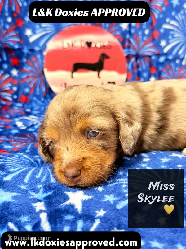 Miss Skylee Dapple LH  – Miniature Dachshund puppy for sale in Arapahoe, CO