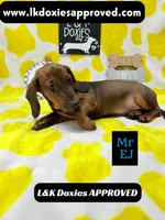 Mr Ej NO MEREL GENE SH, a male Miniature Dachshund for sale in Arapahoe, CO – 7 of 10