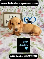 Mr Jinko SH , a male Miniature Dachshund for sale in Arapahoe, CO – 4 of 10