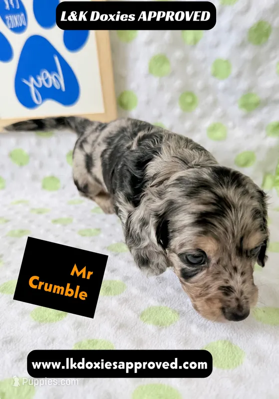 Mr Crumble 785-821-1920 LH  – Miniature Dachshund puppy for sale in Arapahoe, CO