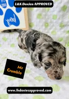 Mr Crumble 785-821-1920 LH , a male Miniature Dachshund for sale in Arapahoe, CO – 1 of 10