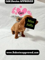 Miss Jaffa , a female Miniature Dachshund for sale in Arapahoe, CO – 8 of 10