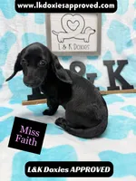 Miss Faith 785-821-1920, a female Miniature Dachshund for sale in Arapahoe, CO – 7 of 9