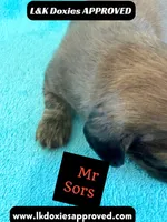 Mr Sors 785-821–1920 LH , a male Miniature Dachshund for sale in Arapahoe, CO – 8 of 10