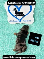 Mr Slater 785-821-1920, a male Miniature Dachshund for sale in Arapahoe, CO – 6 of 10