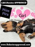 Miss Pira SH text 785-821-1920, a female Miniature Dachshund for sale in Arapahoe, CO – 8 of 10