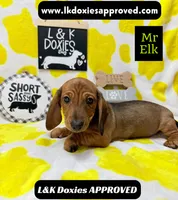 Mr Elk NON DAPPLE GUY, a male Miniature Dachshund for sale in Arapahoe, CO – 5 of 10