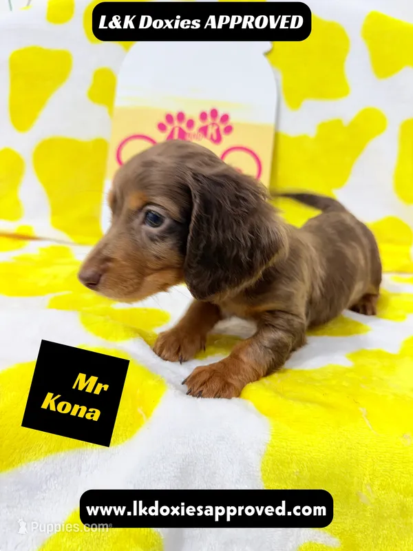 Mr Kona LH  785-821-1920 – Miniature Dachshund puppy for sale in Arapahoe, CO