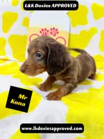 Mr Kona LH  785-821-1920, a female Miniature Dachshund for sale in Arapahoe, CO – 1 of 10