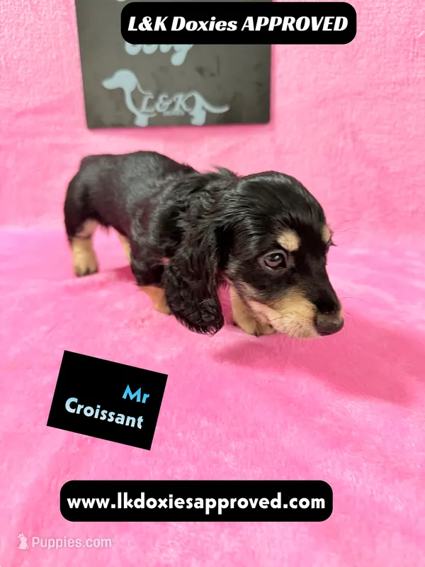 Mr Croissant 785-821-1920 LH – Miniature Dachshund puppy for sale in Arapahoe, CO
