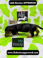Mr Fonzy 785-821-1920, a male Miniature Dachshund for sale in Arapahoe, CO – 5 of 10