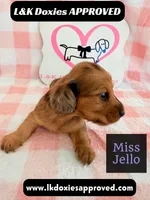 Miss Jello, a female Miniature Dachshund for sale in Arapahoe, CO – 4 of 10