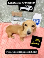 Mr Jinko SH , a male Miniature Dachshund for sale in Arapahoe, CO – 9 of 10