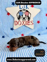 Mr Jenson, a male Miniature Dachshund for sale in Arapahoe, CO – 5 of 10