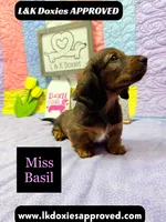 Miss Basil, a female Miniature Dachshund for sale in Arapahoe, CO – 8 of 10