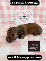 Miss Janga, a female Miniature Dachshund for sale in Arapahoe, CO – 9 of 10