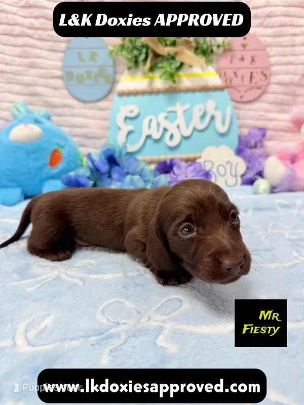 Mr Fiesty 785-821-1920 – Miniature Dachshund puppy for sale in Arapahoe, CO