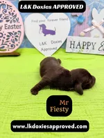 Mr Fiesty 785-821-1920, a male Miniature Dachshund for sale in Arapahoe, CO – Photo 8 of 10