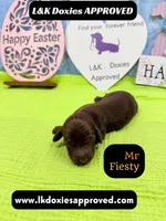 Mr Fiesty 785-821-1920, a male Miniature Dachshund for sale in Arapahoe, CO – Photo 1 of 10