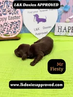Mr Fiesty 785-821-1920, a male Miniature Dachshund for sale in Arapahoe, CO – Photo 9 of 10