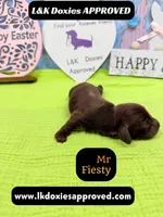 Mr Fiesty 785-821-1920, a male Miniature Dachshund for sale in Arapahoe, CO – Photo 4 of 10